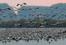 Ámulatba ejtő a rekordszámú daru