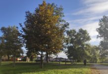 A rendszerváltás óta a legnagyobb fásítási program zajlik Dunakeszin