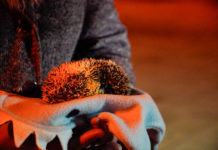 Mutatjuk a legcukibb dunakeszi állatokat