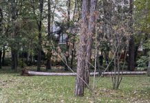 Óriási feketefenyők dőltek ki a Kincsem fenyvesben