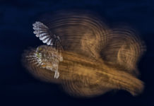 Dunakeszi egén is repülnek: mutatjuk a legvarázslatosabb madárfotókat!