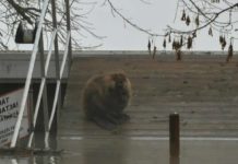 Hódot láttak a dunakeszi Duna-parton