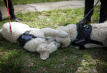 Kókusz, az imádnivaló fehér kuvasz vigyázott a dunakeszi gyerekre