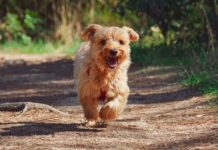 Divat lett az önsétáltató kutya?