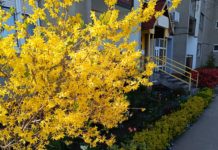 Egy mesés lakótelepi kiskerttel indult az idei „Tiszta udvar, rendes ház” pályázat