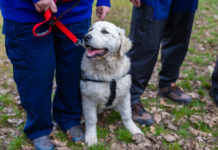 Újabb cuki kuvaszokat kapott a polgárőrség