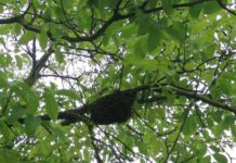 Mit csinál ez a rengeteg méh a játszótéren?