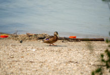 A dunakeszi szabadstrandon is tilos a fürdőzés