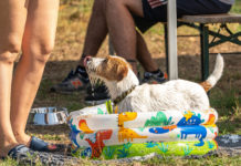 Nyár végi közös kutyafürdőt tartottak a dunakeszi Duna-parton