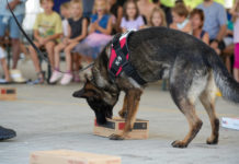 Cukik és profik – A NAV kutyái tartottak bemutatót