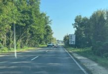 Az áradó Duna elől a 2-es úton át menekülnek az őzek