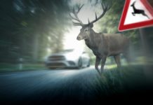 Elképesztő, mennyi vadat ütöttek el 2022-ben