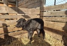 Adjon nevet Dunakeszi újszülött vízibivalyának