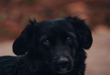 A dunakeszi állatvédők szilveszterkor is kitettek magukért