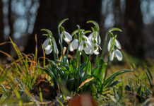 Most már tényleg úgy fest, jön a tavasz