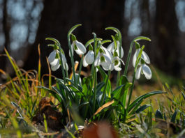 Most már tényleg úgy fest, jön a tavasz