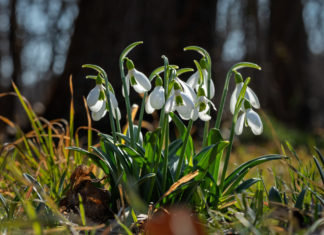 Most már tényleg úgy fest, jön a tavasz