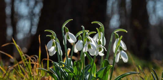 Most már tényleg úgy fest, jön a tavasz