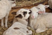 A dunakeszi Barka Állatsimogatónál szó szerint a túlélés a tét