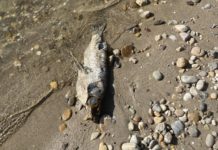 Nem kell pánikolni, ha a napokban döglött halakat lát a Duna-parton