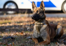 Rendőrkutya kerestetik a világhírű dunakeszi kutyakiképzőbe