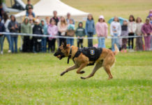 Nyílt napot tartott a világhírű dunakeszi kutyakiképző