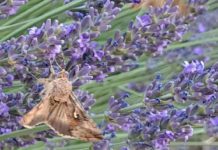 Dunakeszit is elérte a pusztító lepkeinvázió