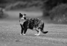 Nyíri Márton: “A kutyákkal nagyjából rendben vagyunk, de a macskákkal is foglalkozni kell!”