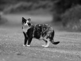 Nyíri Márton: “A kutyákkal nagyjából rendben vagyunk, de a macskákkal is foglalkozni kell!”