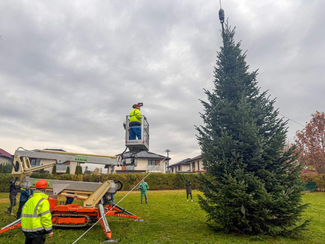 20251117-KaracsonyfaDK-04