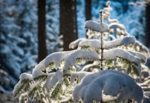 Hasznos tanács Dunakeszi főkertészétől