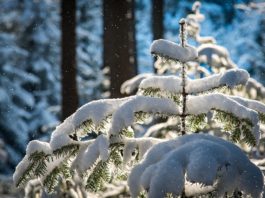 Hasznos tanács Dunakeszi főkertészétől