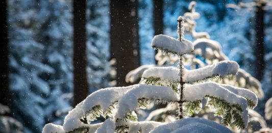 Hasznos tanács Dunakeszi főkertészétől