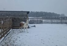Cukiságok születtek – Hamarosan nyit a Barka Állatsimogató