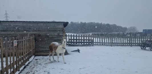 Cukiságok születtek – Hamarosan nyit a Barka Állatsimogató