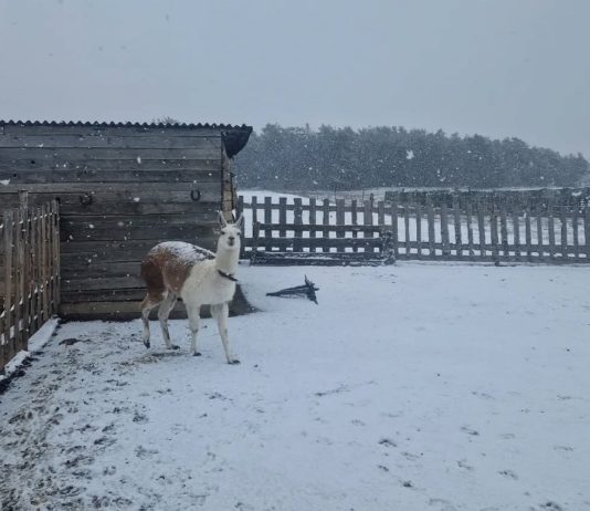 Cukiságok születtek – Hamarosan nyit a Barka Állatsimogató