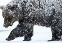 Medvét észleltek a közelben, fokozott elővigyázatosságot kérnek