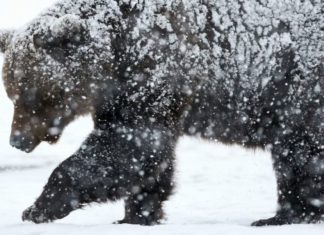Medvét észleltek a közelben, fokozott elővigyázatosságot kérnek