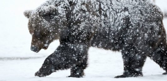 Csömör felé halad a medve