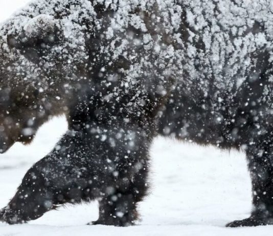 Csömör felé halad a medve