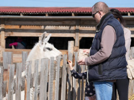 Hobbiból közönségkedvenc: újra kinyitott a Barka Állatsimogató
