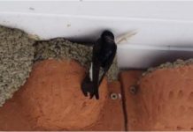 Igényeljen fecskefészket, hogy minél több fecske legyen a városban