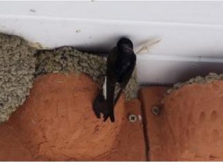 Igényeljen fecskefészket, hogy minél több fecske legyen a városban