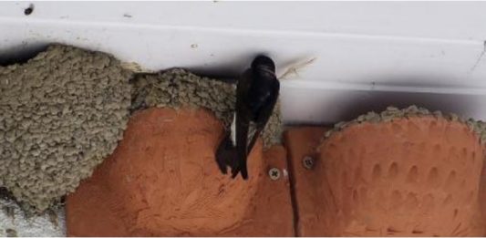 Igényeljen fecskefészket, hogy minél több fecske legyen a városban