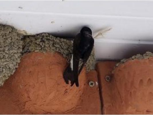 Igényeljen fecskefészket, hogy minél több fecske legyen a városban