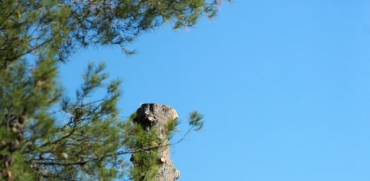 Fakivágási és gallyazási munkák a villamoshálózat védőtávolságának biztosítása érdekében